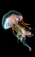 Photo: Y. Ash; For a large picture, see his gallery